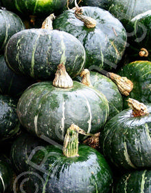 Cucurbita maxima (Buttercup) Cucurbita maxima (Buttercup)